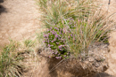 Le Puy de Sancy - Copyright : See Otherwise 2012 - 2025