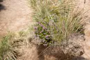3L9A5246.jpg Le Puy de Sancy - Copyright : See Otherwise 2012 - 2025