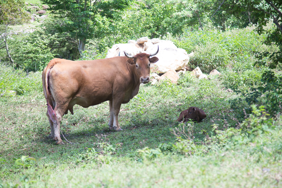 3L9A6315.jpg Le mont Tapioi - Raiatea - Copyright : See Otherwise 2012 - 2025