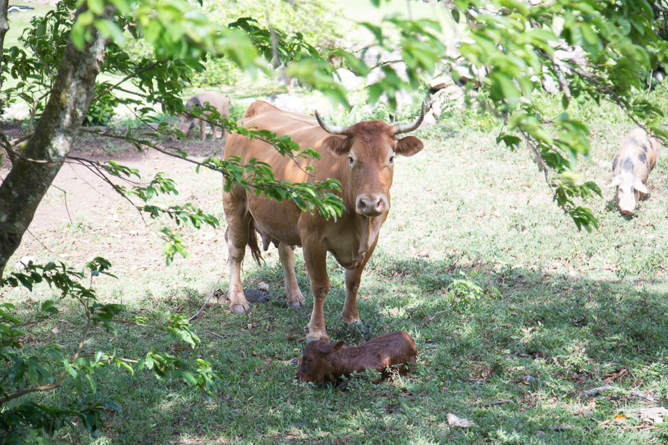 3L9A6320.jpg Le mont Tapioi - Raiatea - Copyright : See Otherwise 2012 - 2025