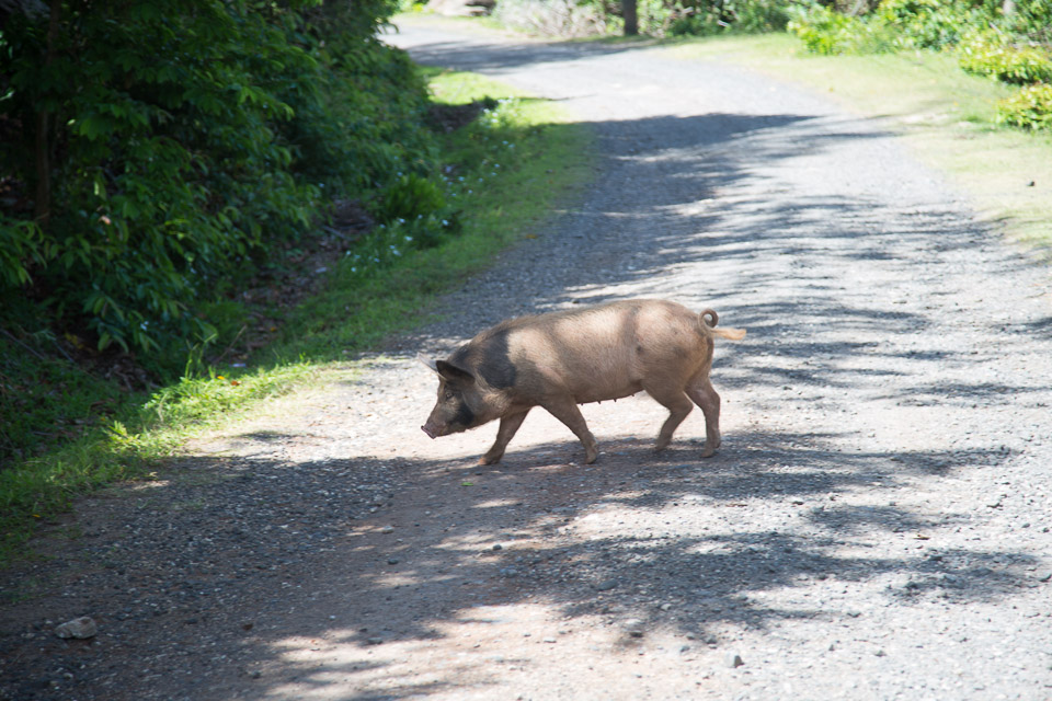 3L9A6325.jpg Le mont Tapioi - Raiatea - Copyright : See Otherwise 2012 - 2025