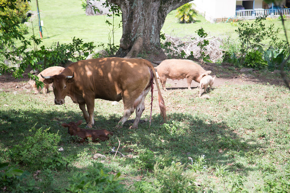 3L9A6333.jpg Le mont Tapioi - Raiatea - Copyright : See Otherwise 2012 - 2024