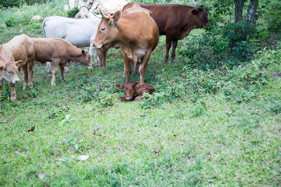 3L9A6646.jpg Le mont Tapioi - Raiatea - Copyright : See Otherwise 2012 - 2024