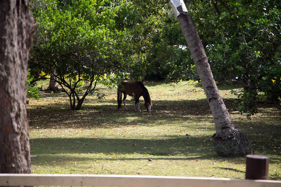 3L9A2117.jpg Les Marquises - Nuku Hiva - Copyright : See Otherwise 2012 - 2025