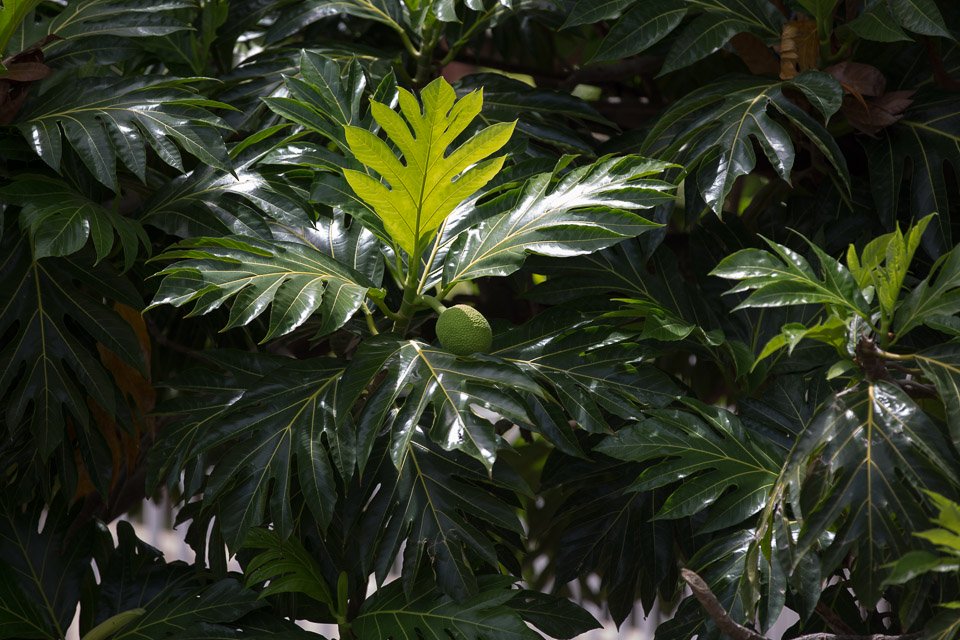 3L9A2171.jpg Les Marquises - Nuku Hiva - Copyright : See Otherwise 2012 - 2025
