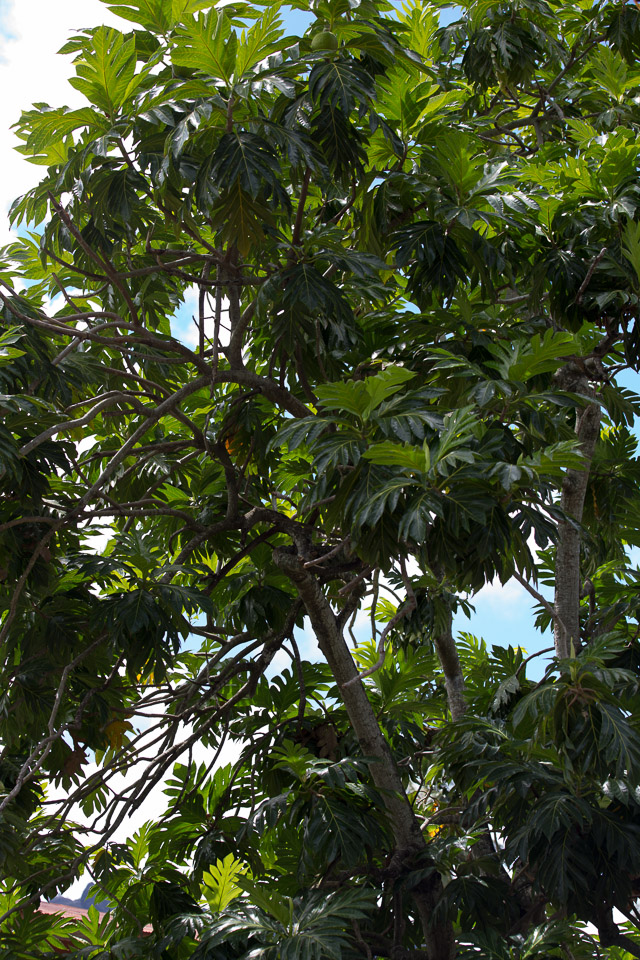 3L9A2174.jpg Les Marquises - Nuku Hiva - Copyright : See Otherwise 2012 - 2025