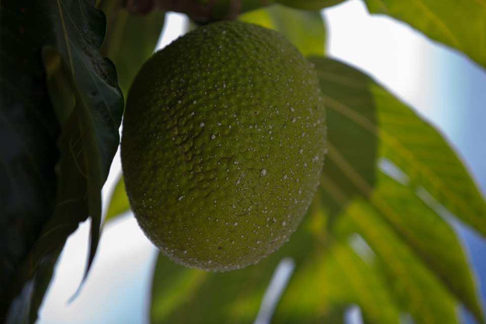 3L9A2182.jpg Les Marquises - Nuku Hiva - Copyright : See Otherwise 2012 - 2025