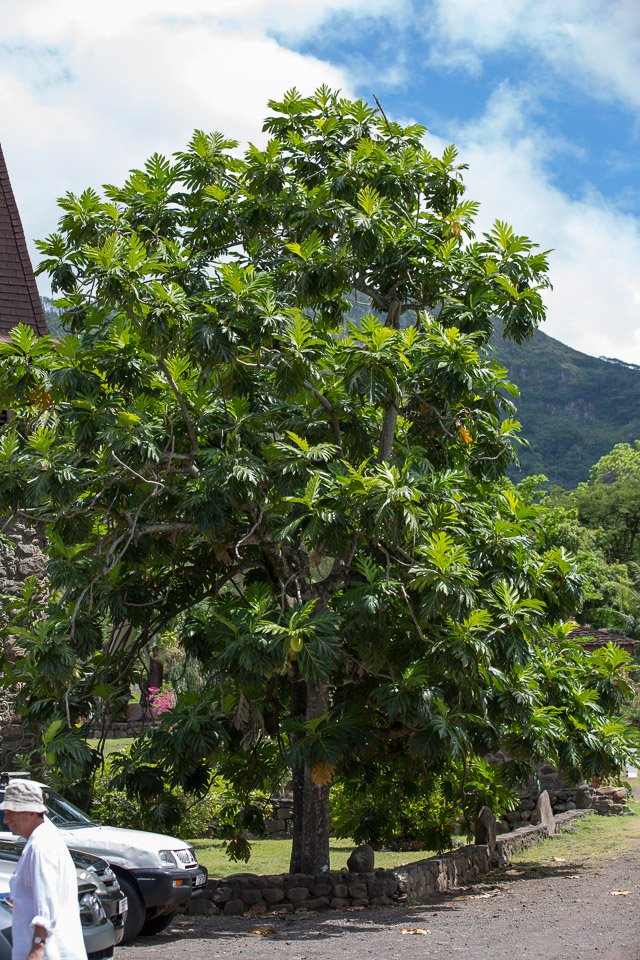 3L9A2184.jpg Les Marquises - Nuku Hiva - Copyright : See Otherwise 2012 - 2025