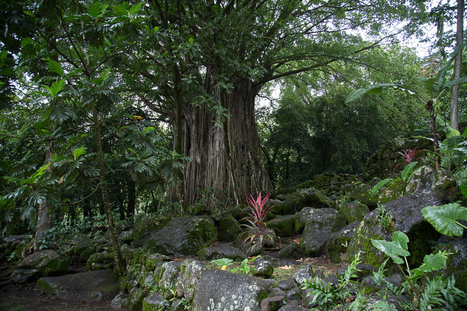 3L9A2222.jpg Les Marquises - Nuku Hiva - Copyright : See Otherwise 2012 - 2025