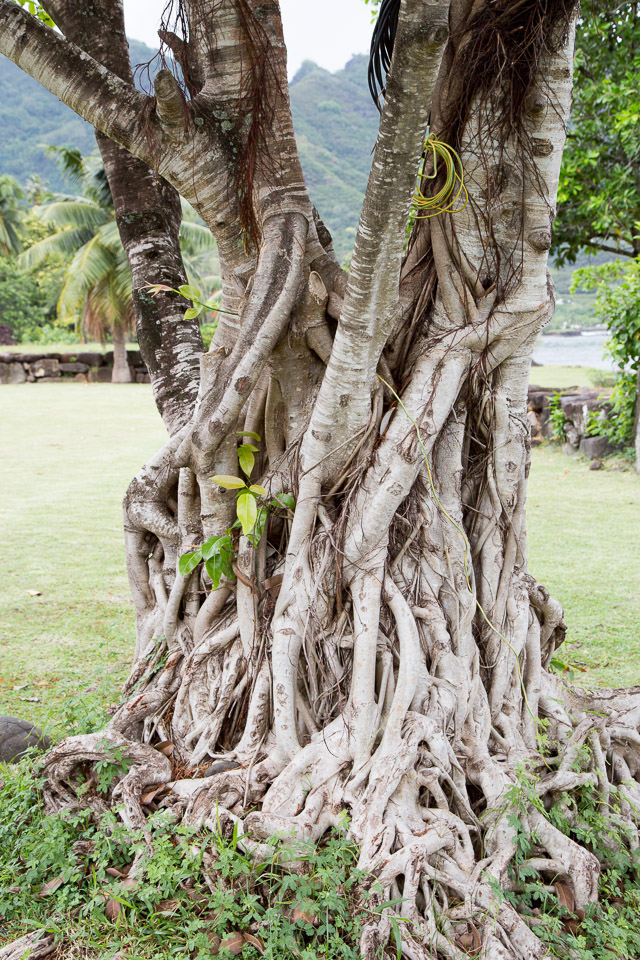 3L9A4117.jpg Les Marquises - Nuku Hiva - Copyright : See Otherwise 2012 - 2025
