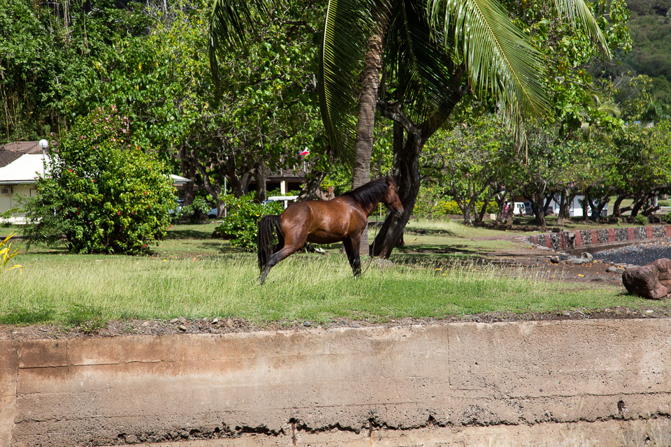 3L9A4188.jpg Les Marquises - Nuku Hiva - Copyright : See Otherwise 2012 - 2025