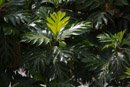 Les Marquises - Nuku Hiva - Copyright : See Otherwise 2012 - 2025