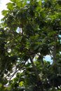 Les Marquises - Nuku Hiva - Copyright : See Otherwise 2012 - 2025