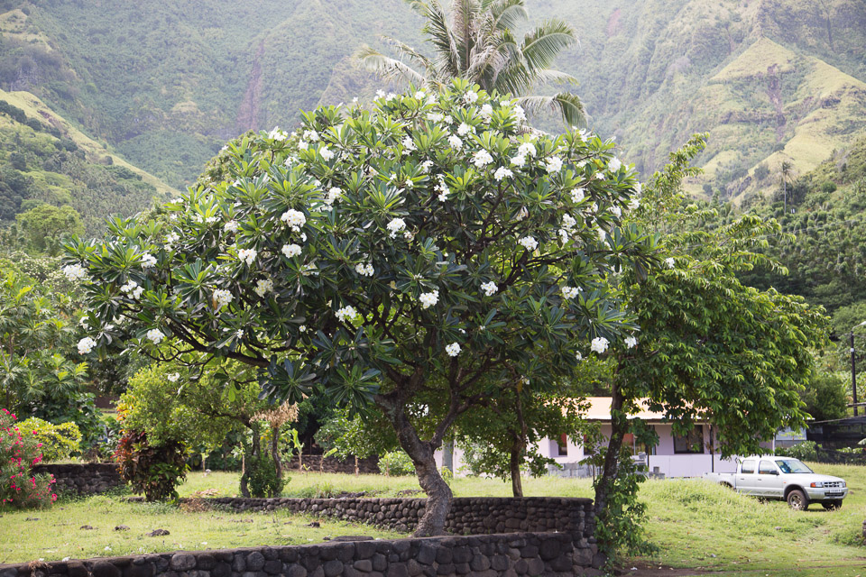 3L9A3535.jpg Les Marquises - Tahuata - Copyright : See Otherwise 2012 - 2025