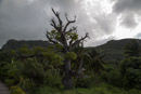Les Marquises - Ua Pou - Copyright : See Otherwise 2012 - 2023