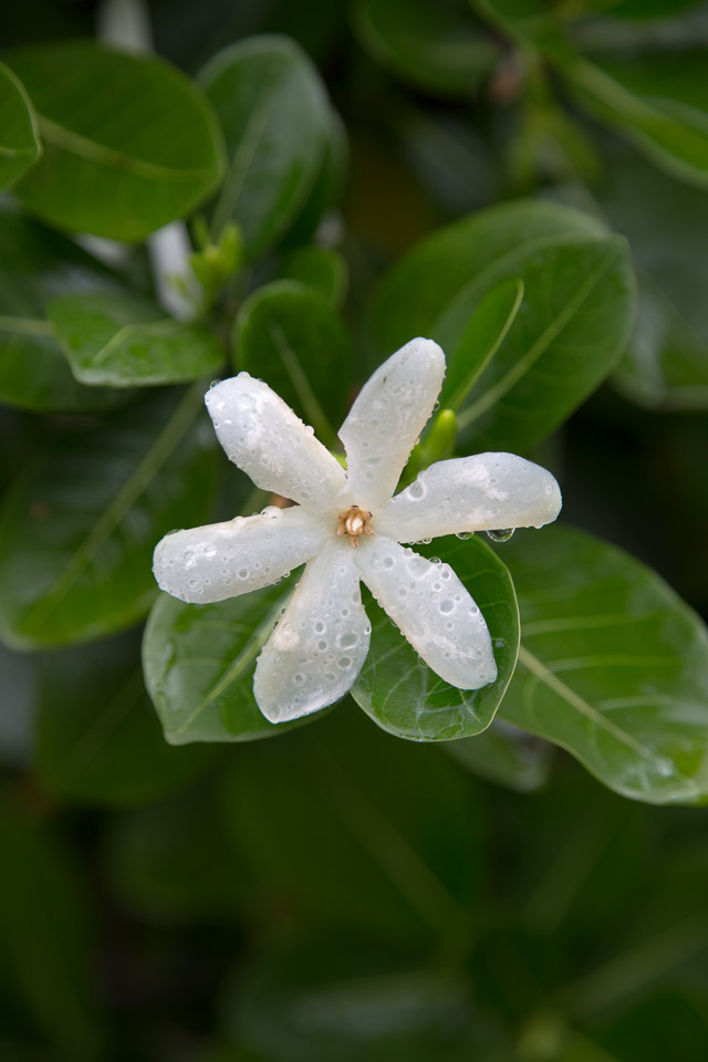 3L9A1456.jpg Les fleurs de Polynesie - Copyright : See Otherwise 2012 - 2025