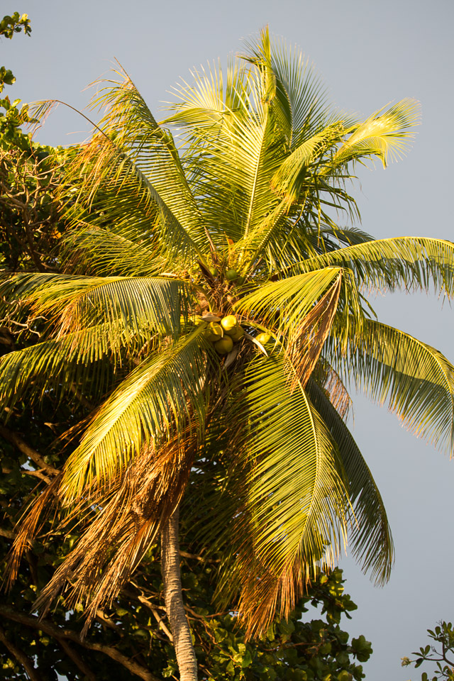 3L9A1647.jpg Les fleurs de Polynesie - Copyright : See Otherwise 2012 - 2025