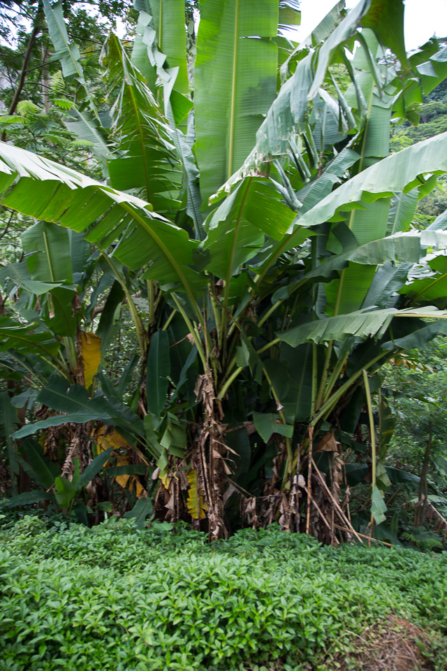 3L9A2217.jpg Les fleurs de Polynesie - Copyright : See Otherwise 2012 - 2025