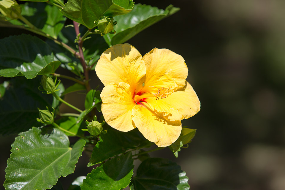 3L9A2584.jpg Les fleurs de Polynesie - Copyright : See Otherwise 2012 - 2025