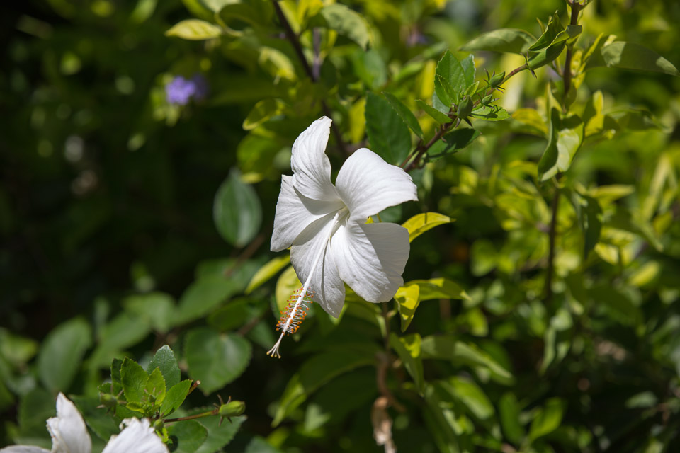 3L9A2589.jpg Les fleurs de Polynesie - Copyright : See Otherwise 2012 - 2025