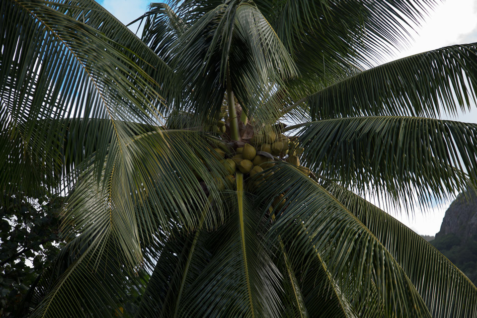 3L9A2683.jpg Les fleurs de Polynesie - Copyright : See Otherwise 2012 - 2025