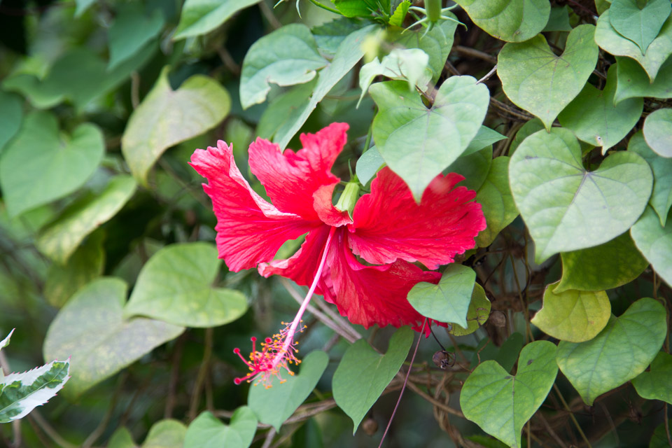 3L9A2712.jpg Les fleurs de Polynesie - Copyright : See Otherwise 2012 - 2025