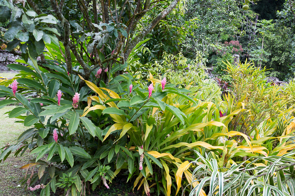 3L9A3242.jpg Les fleurs de Polynesie - Copyright : See Otherwise 2012 - 2025
