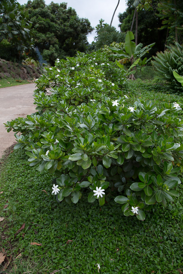 3L9A3272.jpg Les fleurs de Polynesie - Copyright : See Otherwise 2012 - 2025