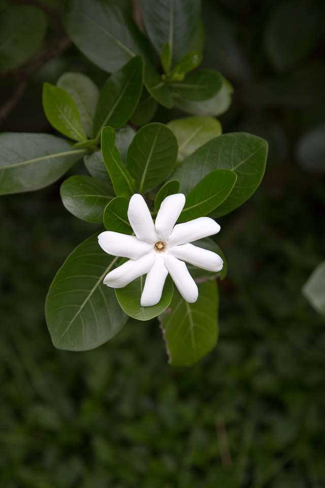 3L9A3274.jpg Les fleurs de Polynesie - Copyright : See Otherwise 2012 - 2025