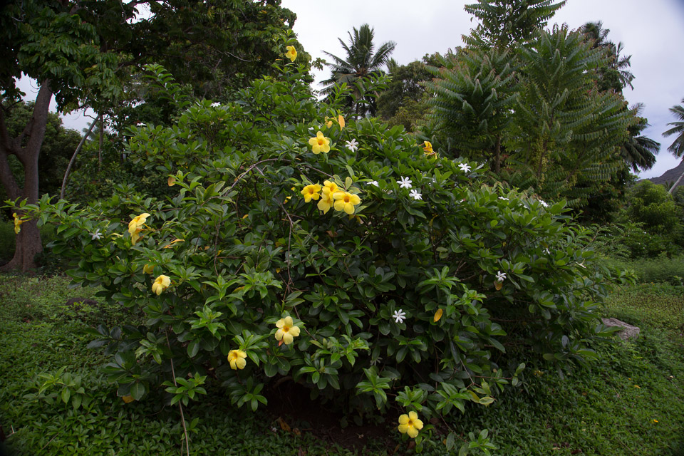 3L9A3276.jpg Les fleurs de Polynesie - Copyright : See Otherwise 2012 - 2025