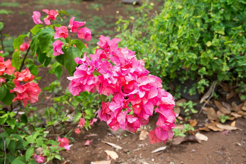3L9A3760.jpg Les fleurs de Polynesie - Copyright : See Otherwise 2012 - 2025