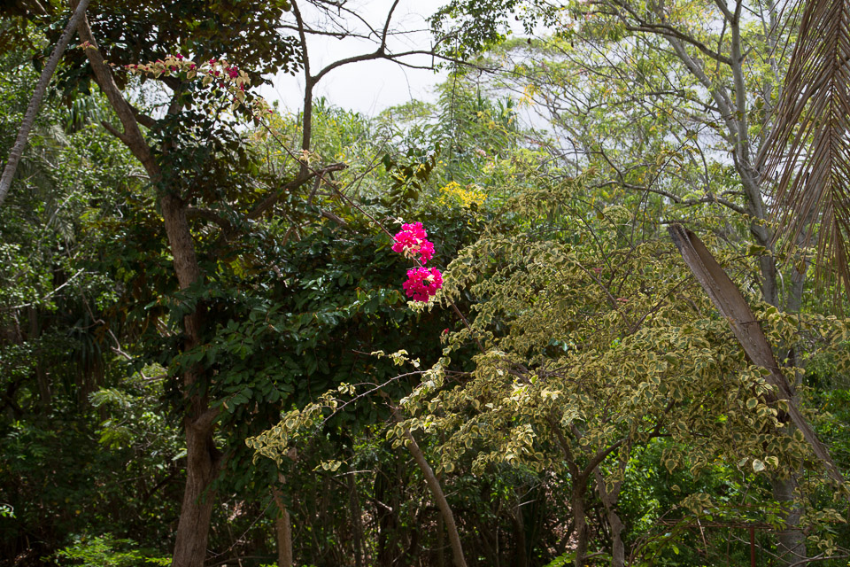 3L9A3782.jpg Les fleurs de Polynesie - Copyright : See Otherwise 2012 - 2025