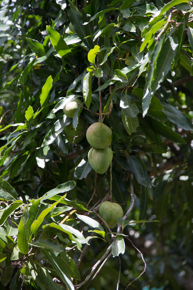 3L9A3787.jpg Les fleurs de Polynesie - Copyright : See Otherwise 2012 - 2025
