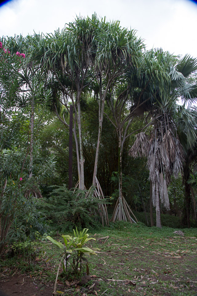 3L9A3791.jpg Les fleurs de Polynesie - Copyright : See Otherwise 2012 - 2025