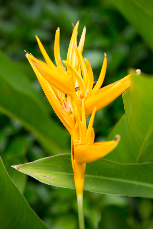 3L9A3809.jpg Les fleurs de Polynesie - Copyright : See Otherwise 2012 - 2025