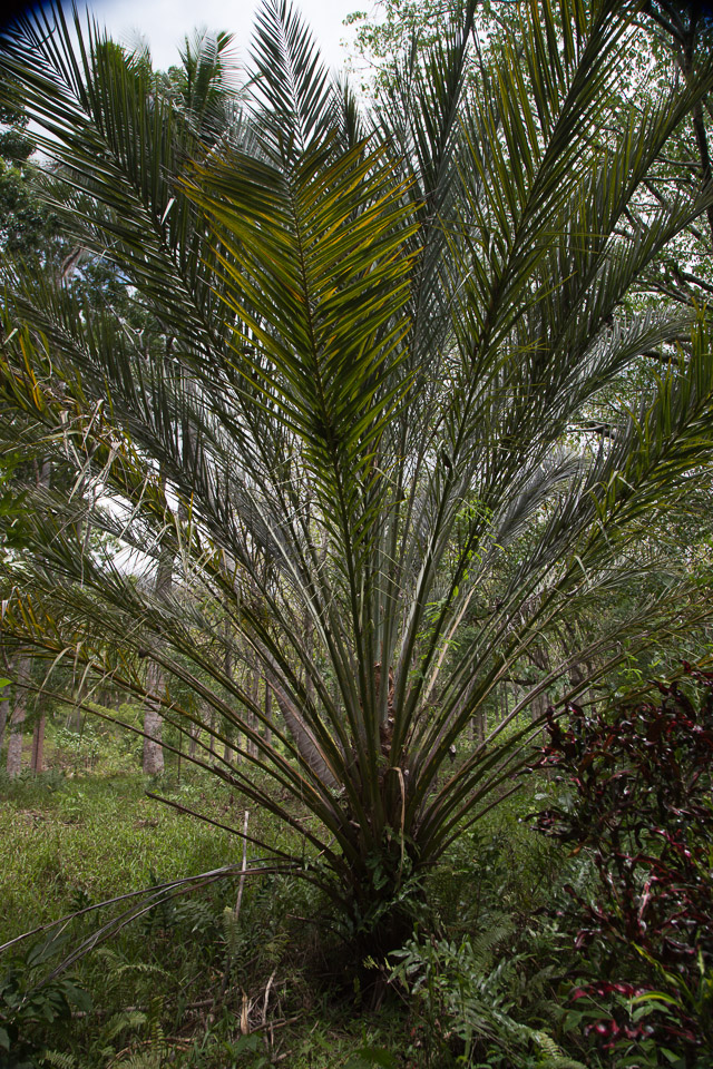 3L9A3819.jpg Les fleurs de Polynesie - Copyright : See Otherwise 2012 - 2025