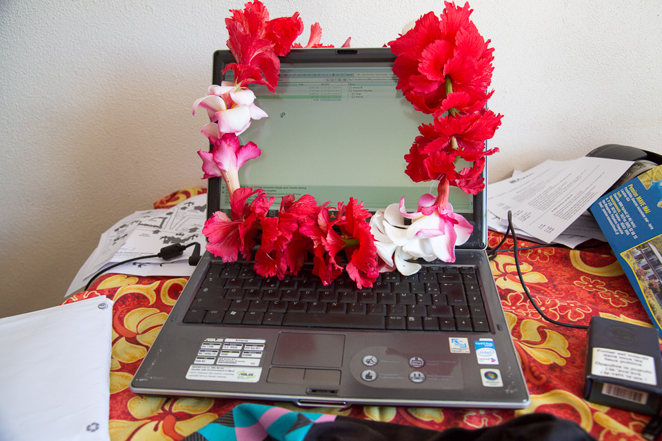 3L9A4027.jpg Les fleurs de Polynesie - Copyright : See Otherwise 2012 - 2025