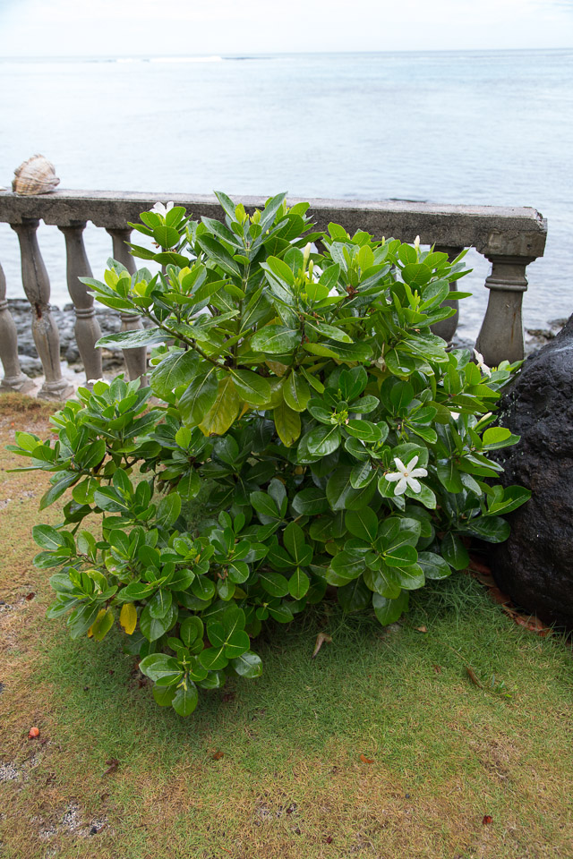 3L9A1454.jpg Les fleurs de Polynesie - Copyright : See Otherwise 2012 - 2025