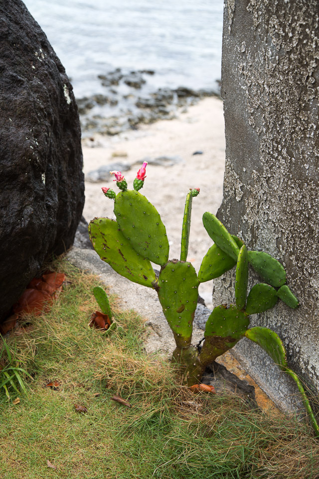 3L9A1463.jpg Les fleurs de Polynesie - Copyright : See Otherwise 2012 - 2025