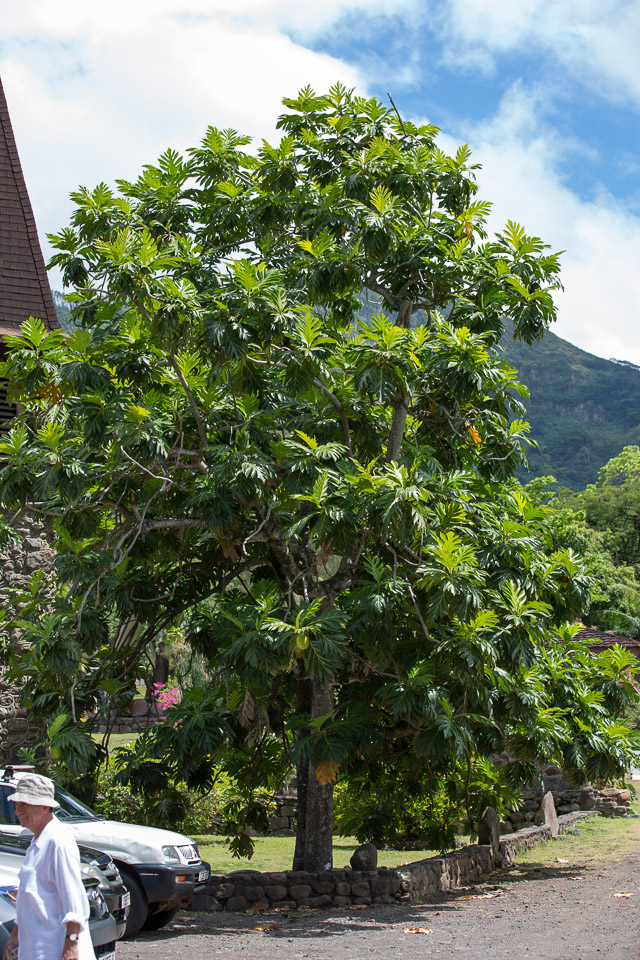 3L9A2185.jpg Les fleurs de Polynesie - Copyright : See Otherwise 2012 - 2025