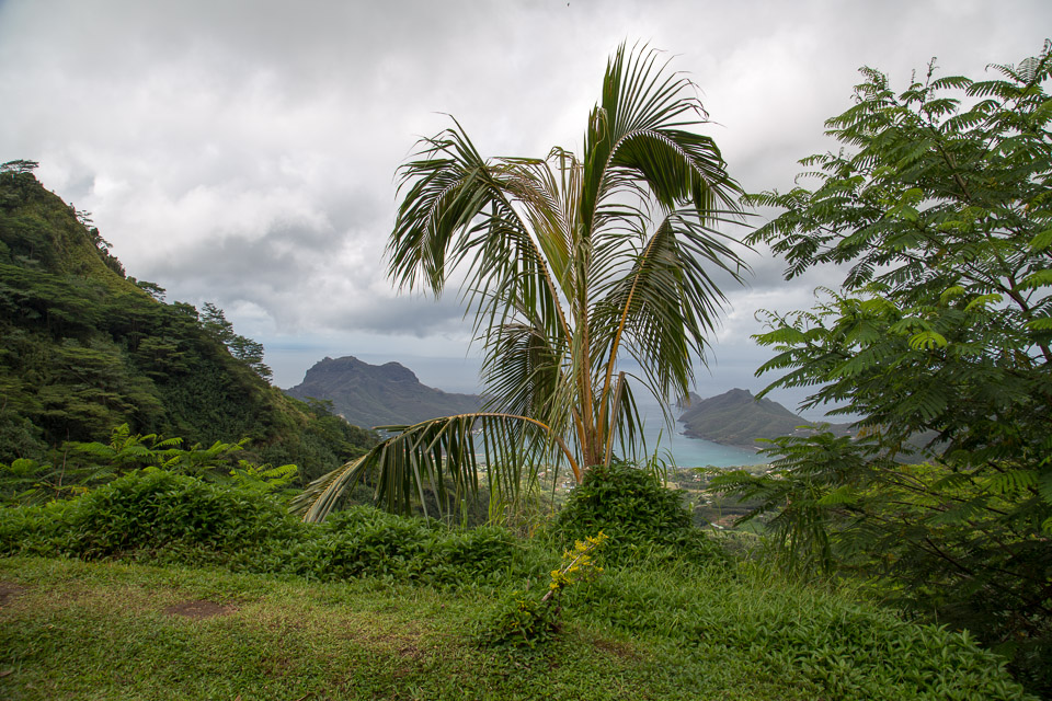 3L9A2186.jpg Les fleurs de Polynesie - Copyright : See Otherwise 2012 - 2025