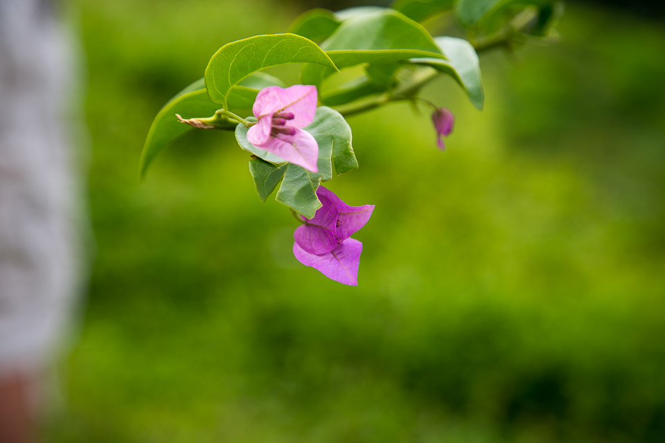 3L9A2206.jpg Les fleurs de Polynesie - Copyright : See Otherwise 2012 - 2025