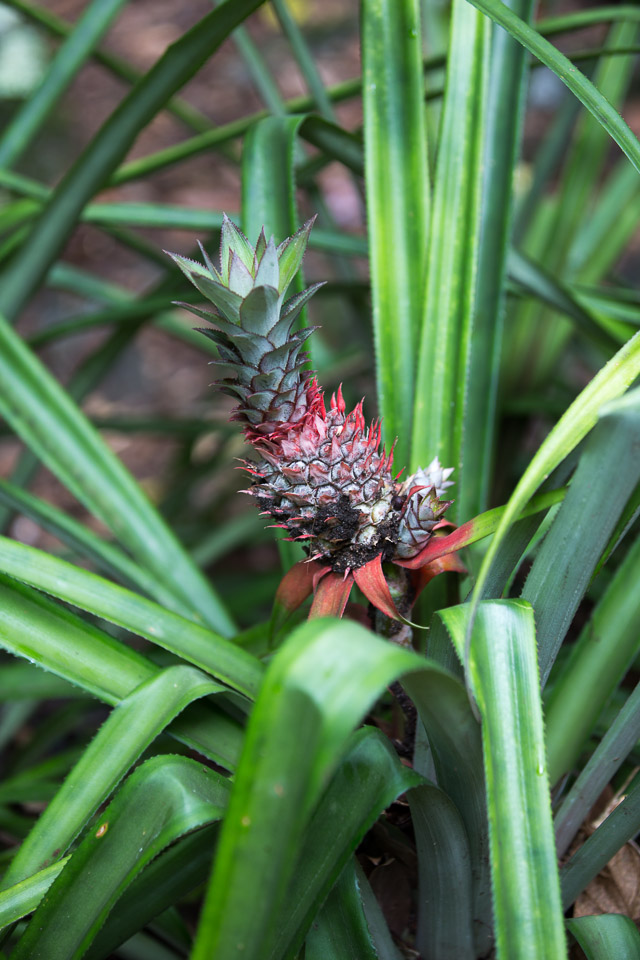 3L9A2317.jpg Les fleurs de Polynesie - Copyright : See Otherwise 2012 - 2025