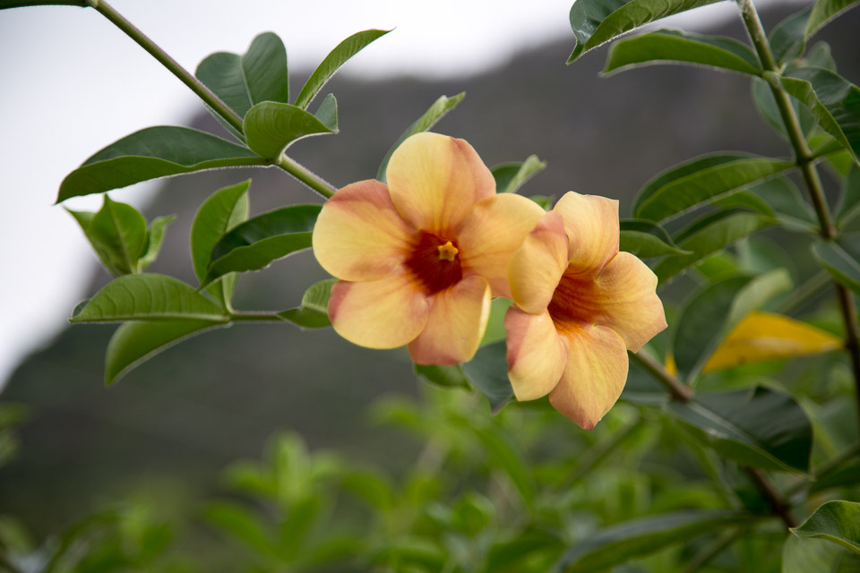 3L9A2689.jpg Les fleurs de Polynesie - Copyright : See Otherwise 2012 - 2025