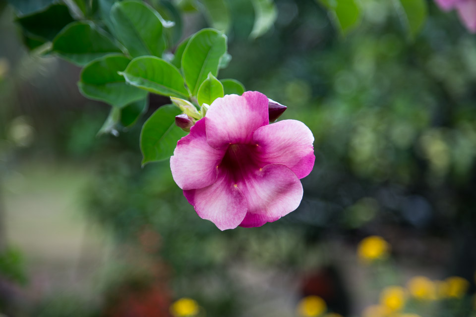 3L9A2693.jpg Les fleurs de Polynesie - Copyright : See Otherwise 2012 - 2025