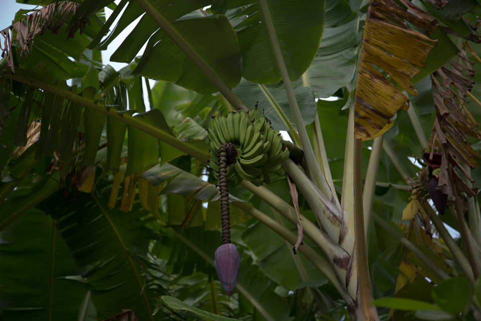 3L9A2705.jpg Les fleurs de Polynesie - Copyright : See Otherwise 2012 - 2025