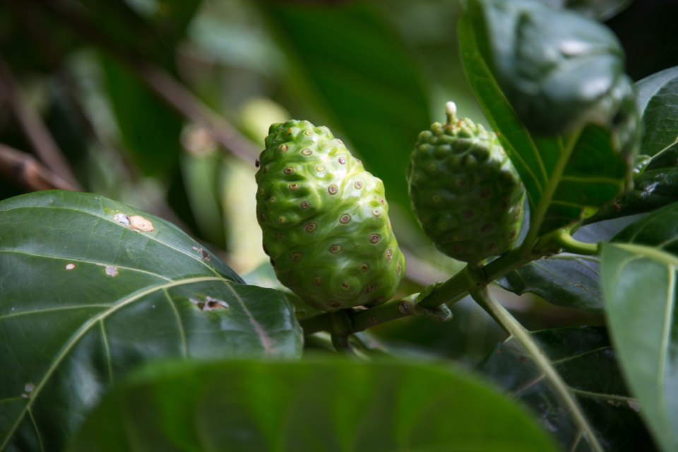 3L9A2713.jpg Les fleurs de Polynesie - Copyright : See Otherwise 2012 - 2025
