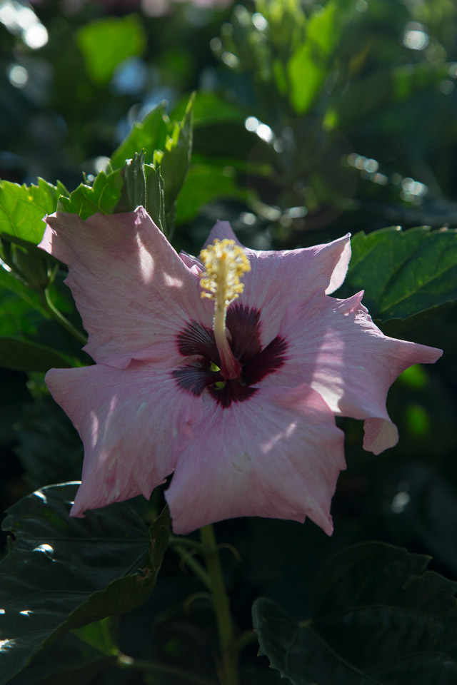 3L9A3546.jpg Les fleurs de Polynesie - Copyright : See Otherwise 2012 - 2025