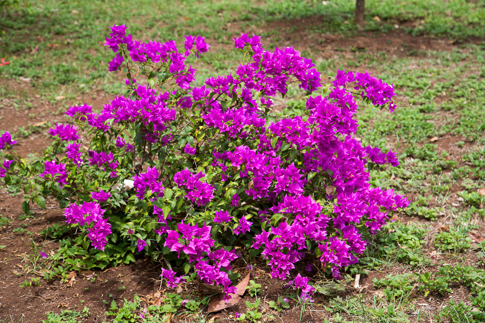3L9A3765.jpg Les fleurs de Polynesie - Copyright : See Otherwise 2012 - 2025