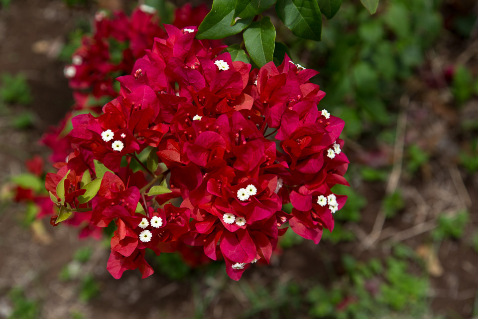 3L9A3767.jpg Les fleurs de Polynesie - Copyright : See Otherwise 2012 - 2025